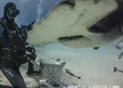 bimini-hammerheads.jpg.webp