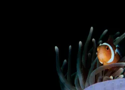 black background - false clown anemonefishchristian loader - scubazoo-.jpg.webp