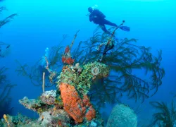 black coral scuba diver