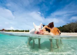Swimming pigs Big Major Cay