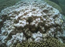 Bleached coral