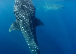 blog_whaleshark.jpg.webp