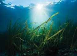 blue-carbon-image_dirscherl_.jpg.webp
