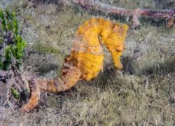 blueheronbridge_seahorse_guybryant_shutterstock_.jpg.webp