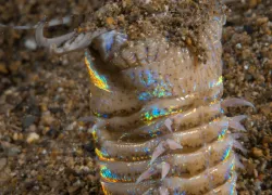 bobbit worm   .jpg.webp