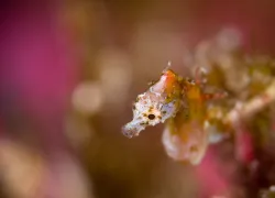 bokeh---christian-loader---scubazoo-images-.jpg.webp