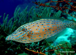 bonaire-_bari_reef_scrawled_filefish_riesch_.gif.webp