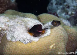 bonaire-buddy-dive-house-reef-blenny.jpg.webp