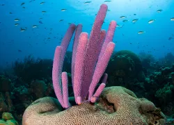 bonaire_.jpg.webp