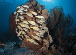 bonaire_jennifer-oneil-bonaire-thumbnail.jpg.webp
