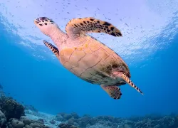 buddy dive bonaire