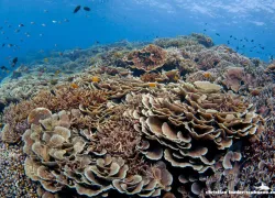 bunaken-marine-park-indonesia---christian-loader---scubazoo-.jpg.webp