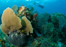 bvi-thumb_spyglass-wall_yonover.jpg.webp