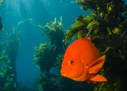 cali-diver__garibaldi_zeigler.jpg.webp
