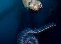 cali-diver__oil-rig_sea-lion-with-salp-chain_zeigler.gif.webp