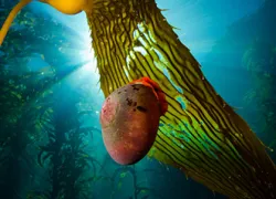 cali-diver_kelp-canopy_norris-top-snail_zeigler.jpg.webp