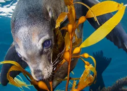 California sea lion