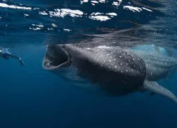 cancun-ws-_foto-tiburon-ballena.jpg.webp