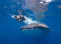 cancun_whale-shark_.jpg.webp