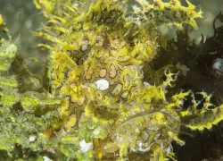 caption--rhinopias-frondosa_yellow-sdap- -of- .jpg.webp