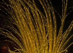 caption--tube-anenome.jpg.webp