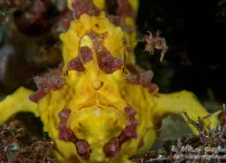 caption---head-on-warty-yellow- -of- .jpg.webp