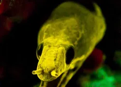 caption--eel-night-sea-sig.jpg.webp