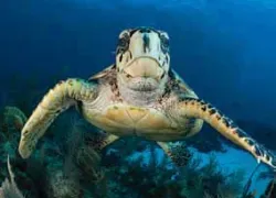 cayman_.jpg.webp