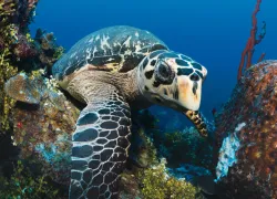 cayman_newdiver_turtlex.jpg.webp