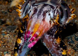 cephalopod-_flamboyant-cuttlefish_bartick.jpg.webp