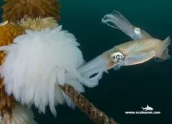 cephalopods_-_scubazoo-.jpg.webp