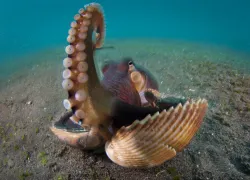 cephalopods_-_scubazoo-.jpg.webp
