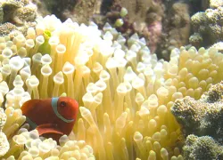 clown_fish_in_anemone.jpg.webp