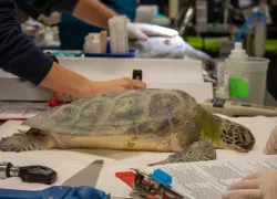 coldstunnedseaturtles_brevardzoo.jpg.webp