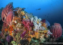 coral-reef-underwaterindonesia-arenui.jpg.webp
