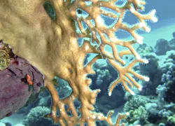 coral.jpg.webp