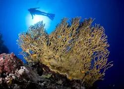 coralscrapes.jpg.webp