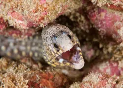 costa-moray.jpg.webp
