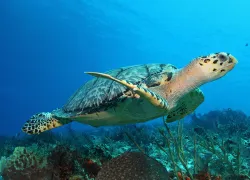 cozumel diving