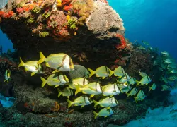 cozumel_istock__full-opt.jpg.webp