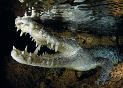 croc.jpg.webp