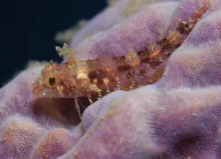 curacao.jpg.webp