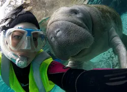 cuylaerts_manatee-blog_.gif.webp