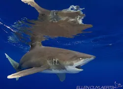 cuylaerts_shark_.jpg.webp