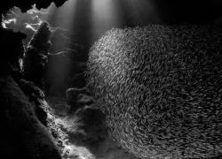 cuylaerts_silversides.jpg.webp