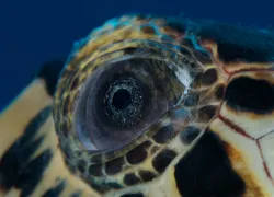 cuylaerts_turtle-eye.jpg.webp