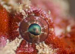 cwl reverse macro - spotfin frogfish eye-.jpg.webp
