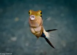 d_little_dietrich_sharpnose-puffer.jpg.webp