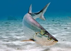 disc_img_-tarpon-copy.jpg.webp