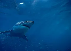 discovery_australia_shark.jpg.webp